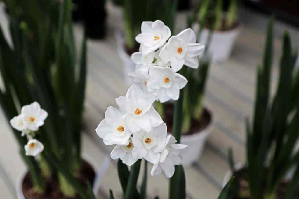 Blooming paperwhite