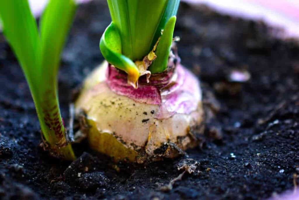 planted flower bulb up close