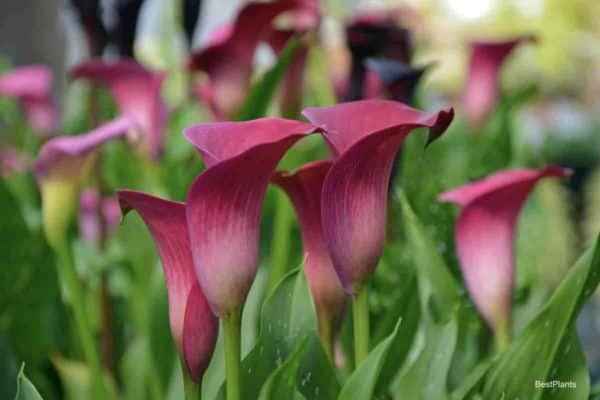 Beautiful pink flowers of the Calla Lily