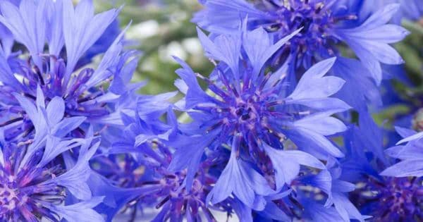 cornflower is a summer-bloomer