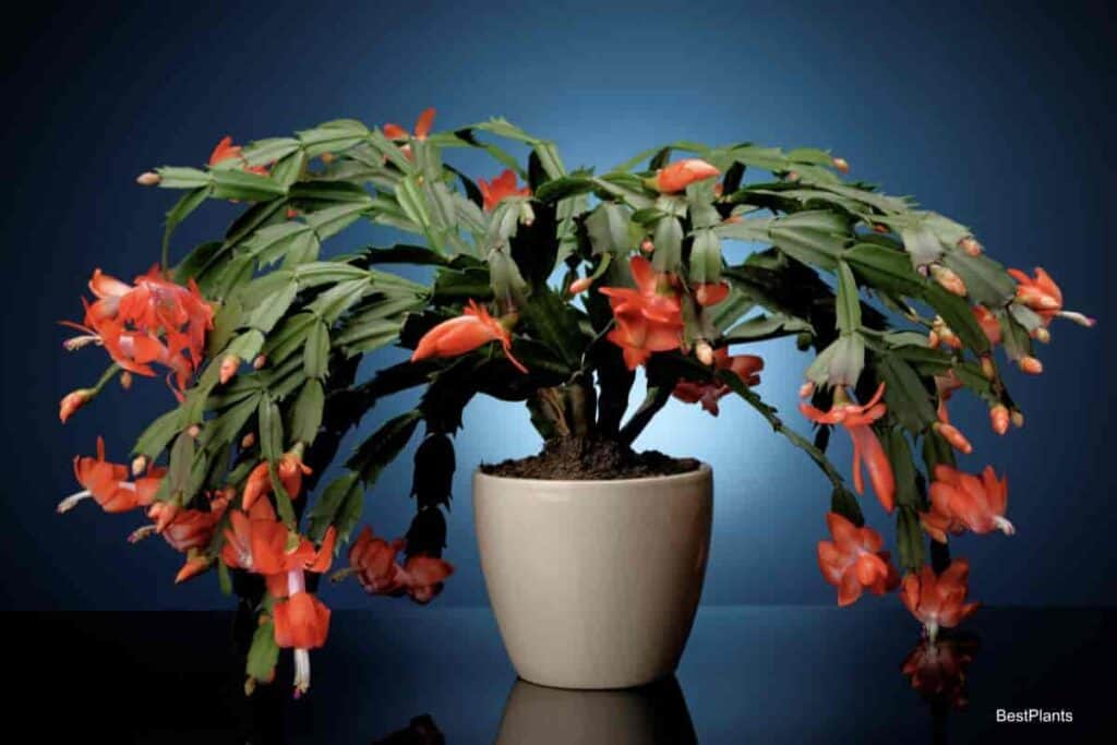 large blooming Christmas Cactus