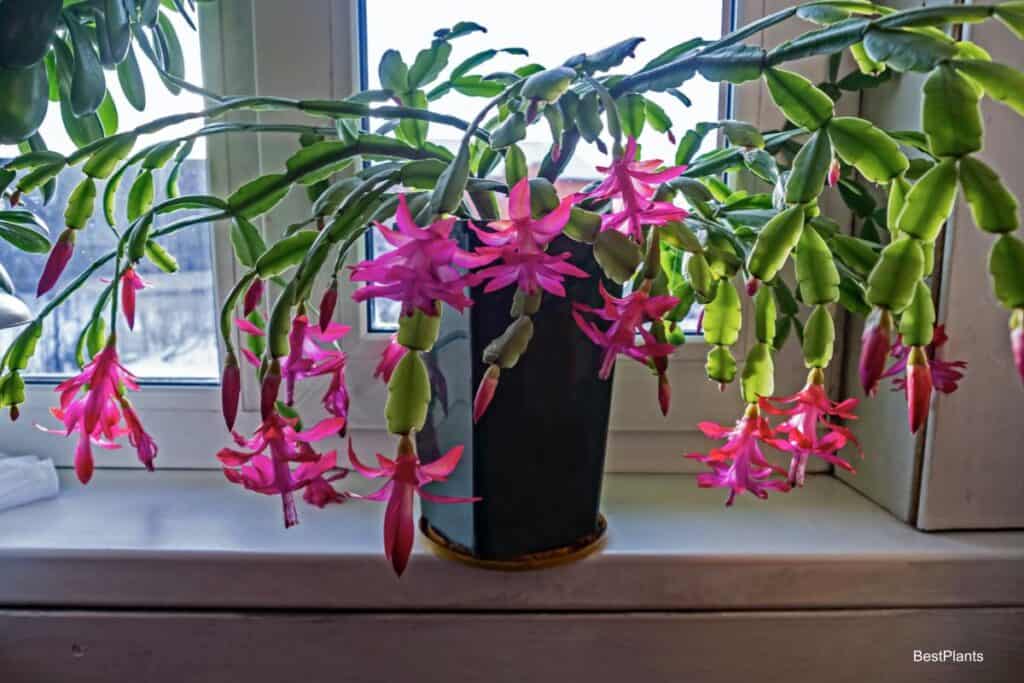 Flowering Christmas cactus in window