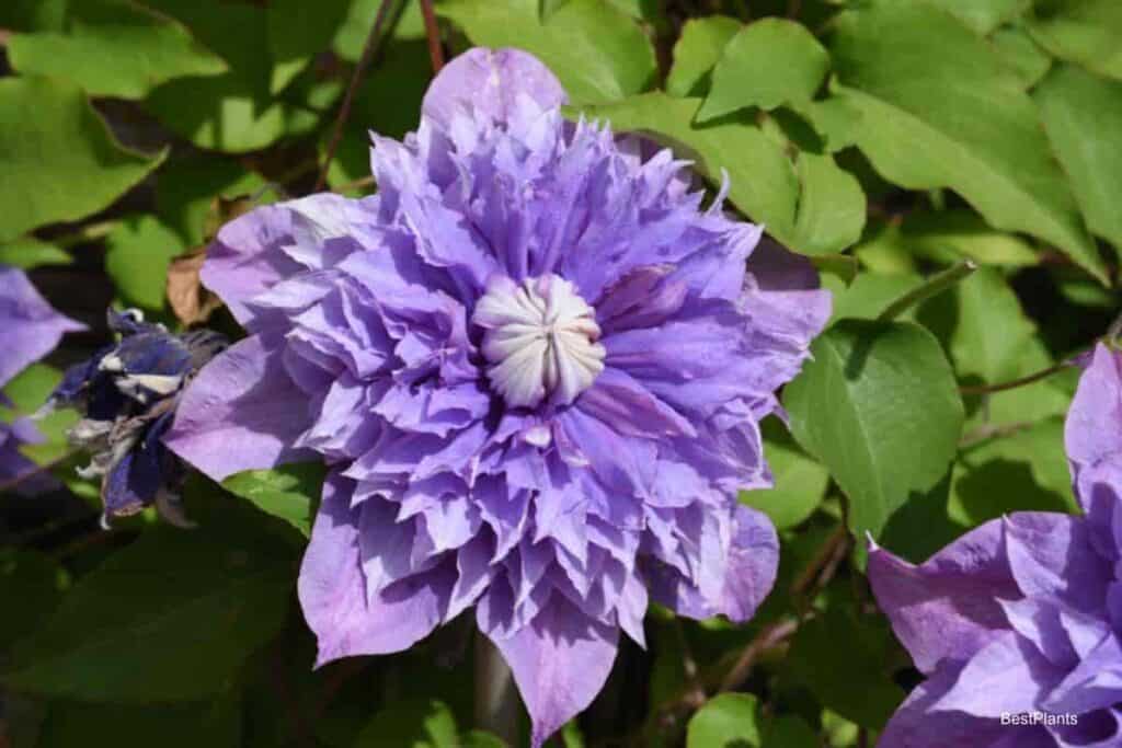 Clematis Multi flower