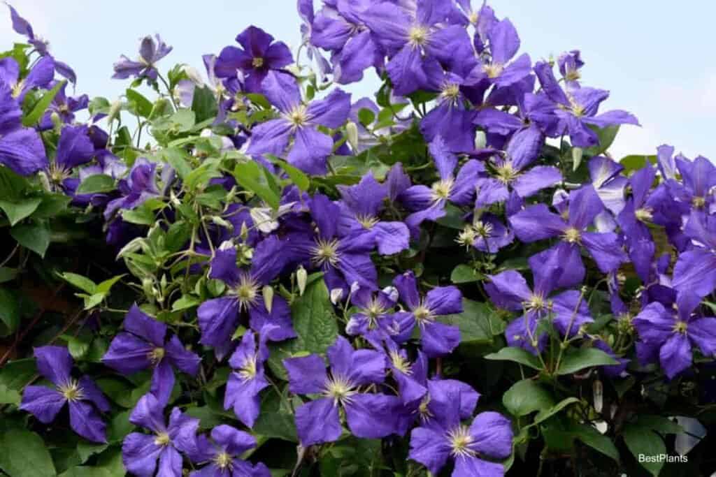 flowering Clematis Jackmani