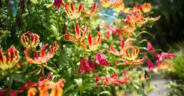 Flamboyant, climbing lily vines puts on unbelievable display.
