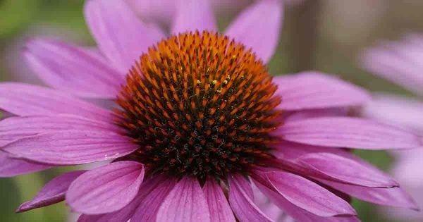 bloom of the Coneflower Echinacea