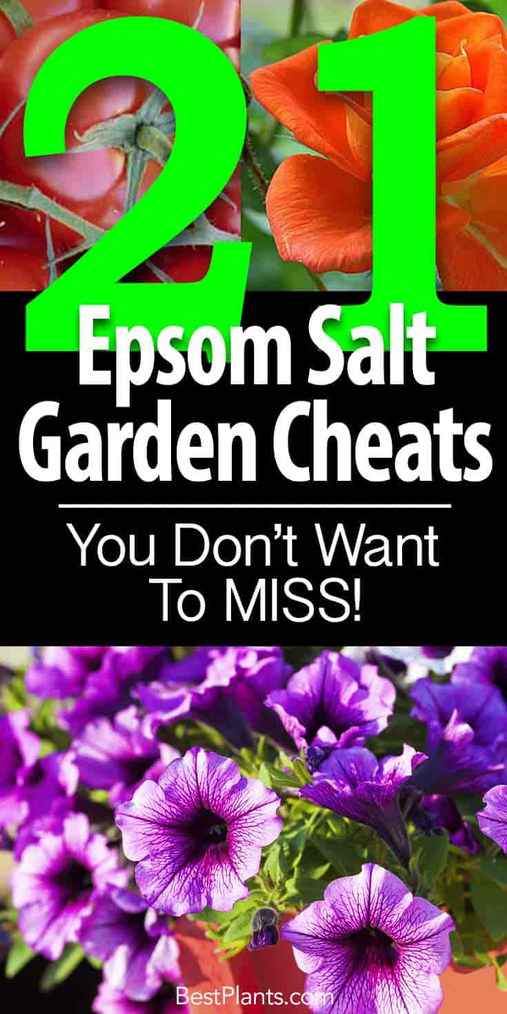 21 Epsom Salt For Plants Garden Cheats You Don T Want To Miss