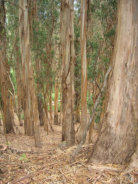 eucalyptus-globulus-wikipedia-06302015