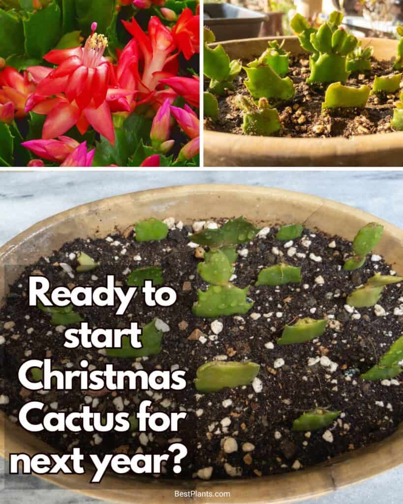 Want a thriving Christmas Cactus in time for the holidays? Now’s the perfect time to start propagating! Learn how to take cuttings, root them in soil or water, and care for new plants to ensure vibrant blooms next year. With the right tips on watering, light, and fertilizing, you can grow a beautiful collection of Christmas Cacti to enjoy or gift.