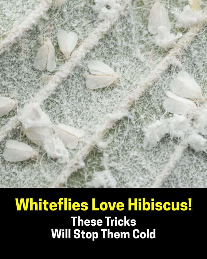 Whiteflies are a common pest on hibiscus, but you don’t have to let them win. Use yellow sticky traps, neem oil sprays, or insecticidal soap to knock them out fast. Keeping the leaves clean and introducing natural predators like ladybugs can also help keep infestations under control.