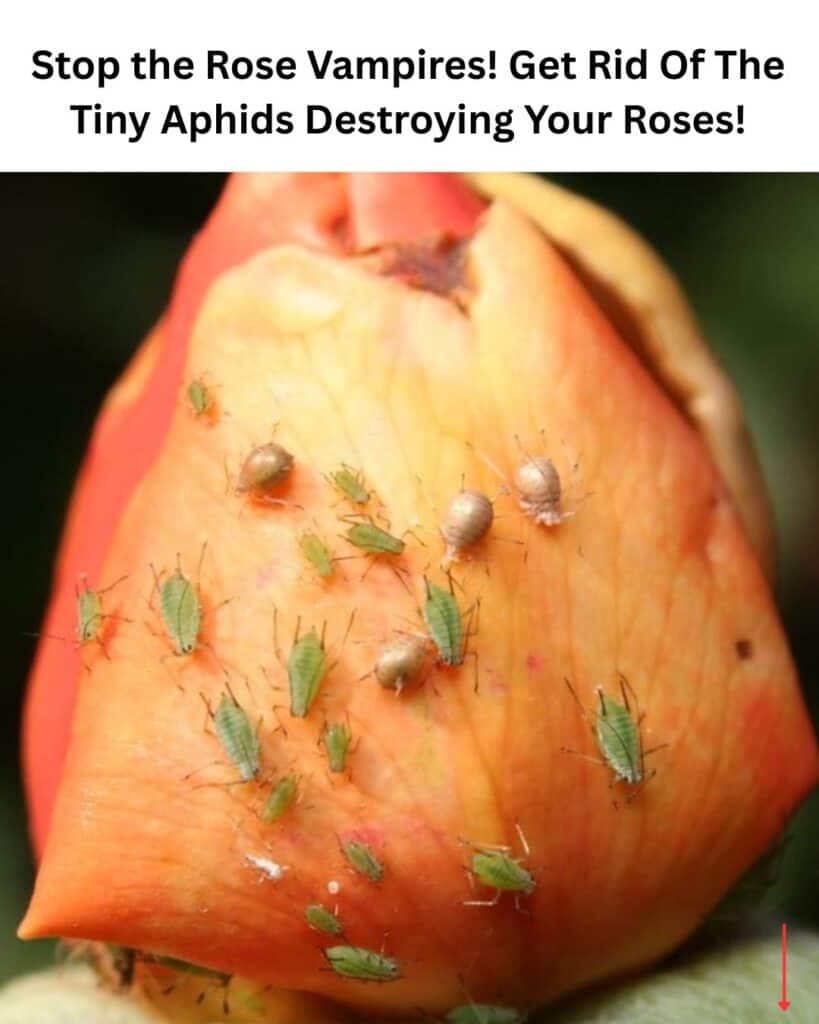 close up of aphids feeding on a rose flower with the caption Stop the Rose Vampires! Get Rid Of The Tiny Aphids Destroying Your Roses!"