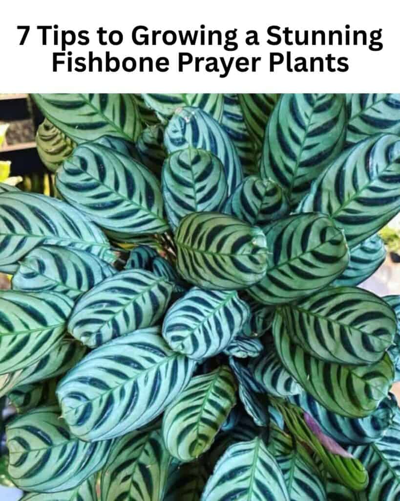Fishbone leaves of Burle Marx prayer plant