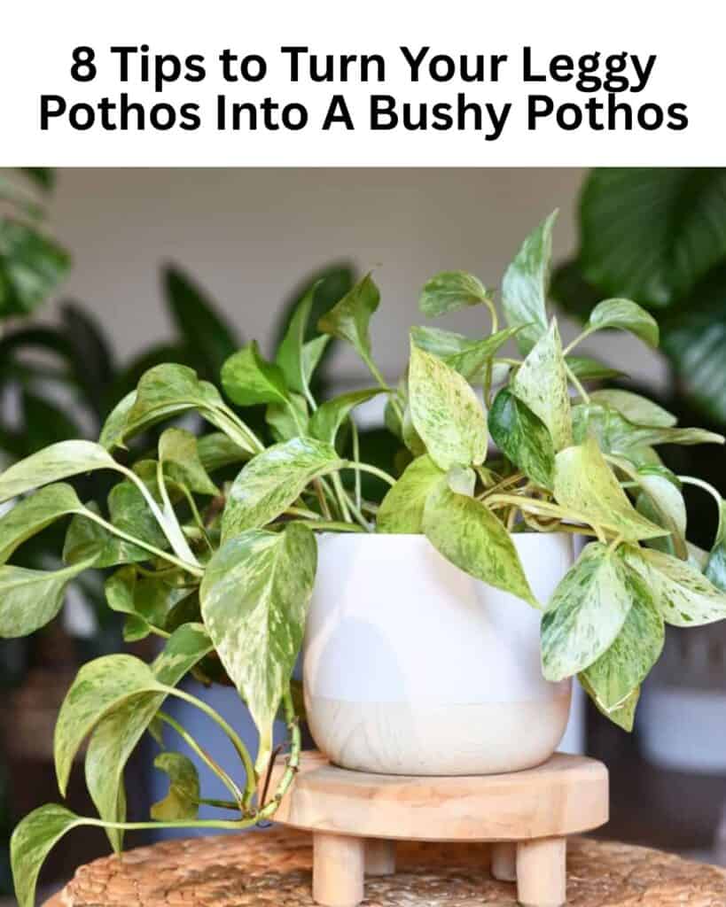tips to turn a leggy pothos into a bushy pothos