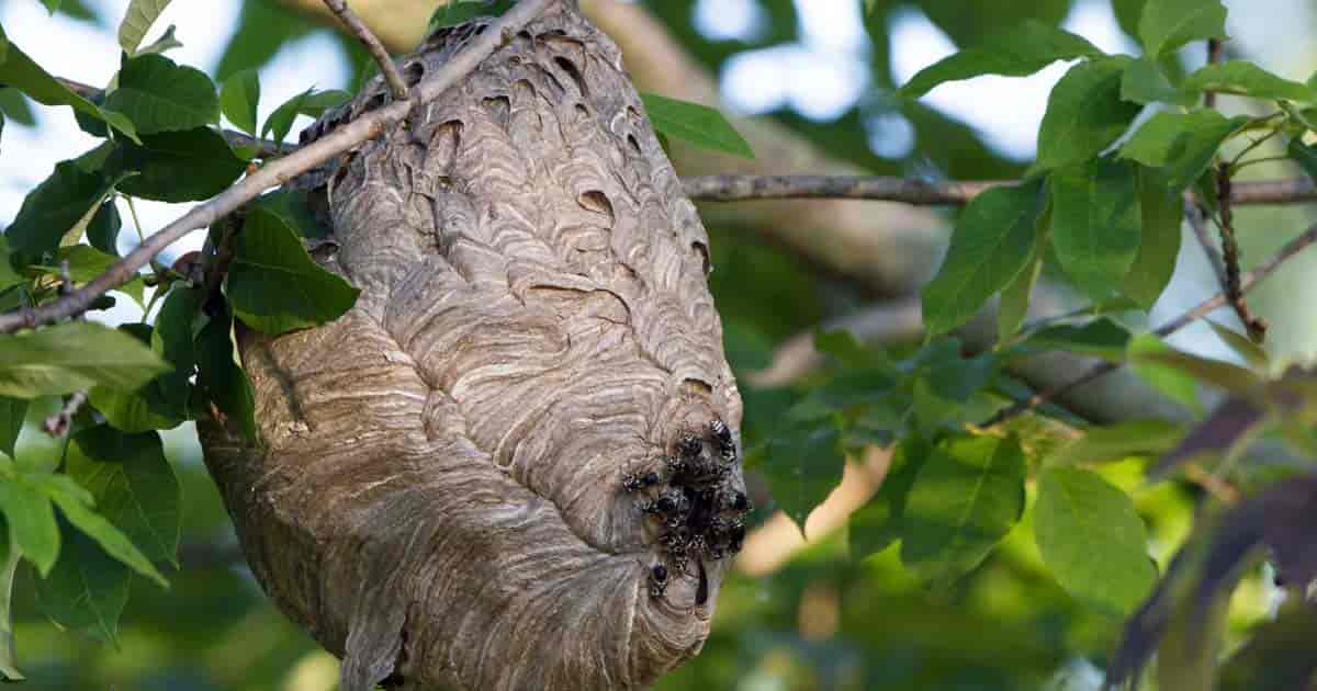 Bald-faced Hornets leaving their nest at dawn