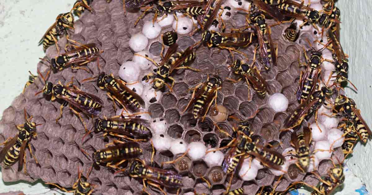 close up of a wasps nest