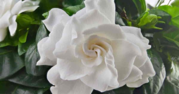 growing gardenias correctly produces beautiful fragrant blooms