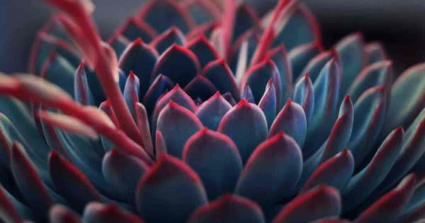 growing succulent plants and upclose look