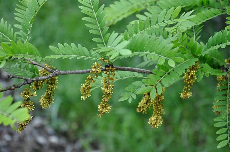 honey-locust-wikipedia-06302015