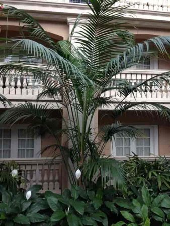 Kentia Palm at Gaylord Palms Hotel, Orlando, Florida 2017