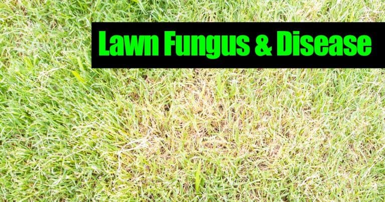 Lawn Fungus - First Identify Then Treat
