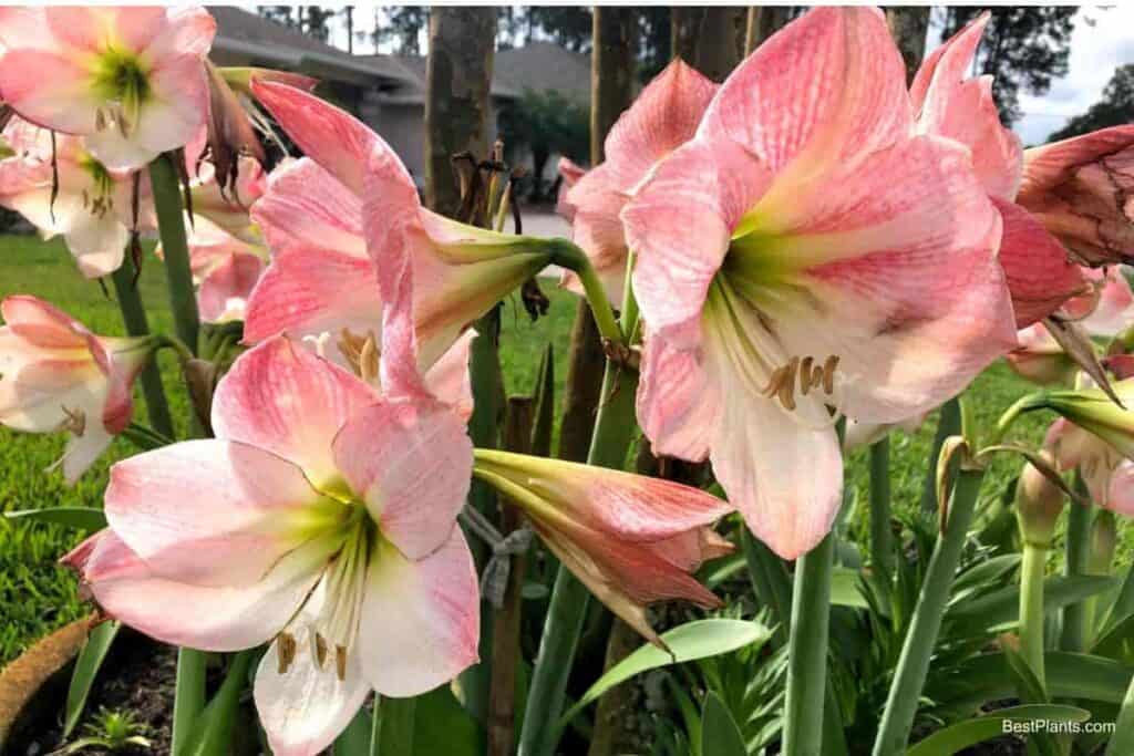 Growing Amaryllis