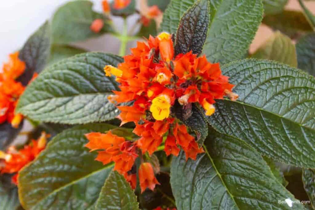 Growing Chrysothemis Pulchella