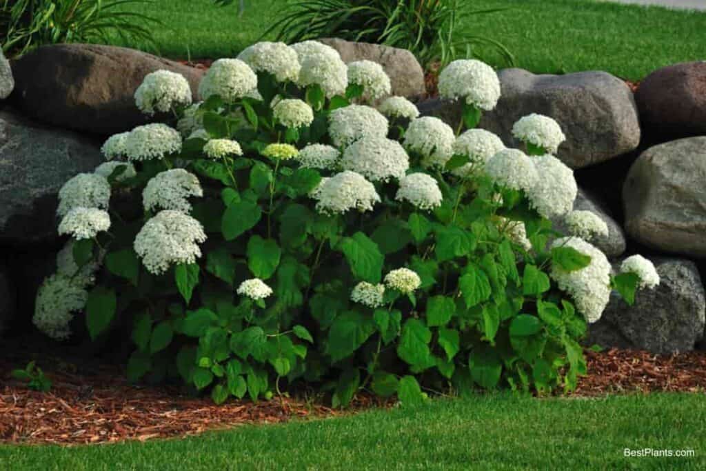 Growing Hydrangea Flowers