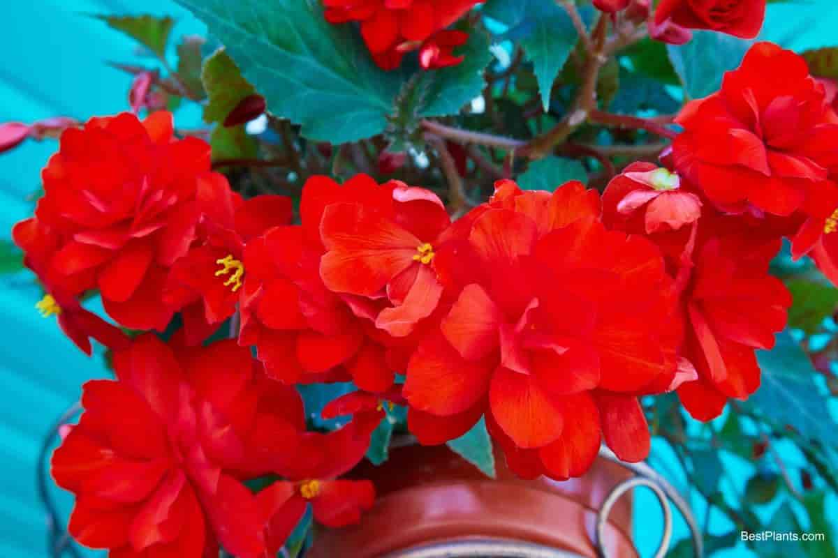 Growing Tuberous Begonia