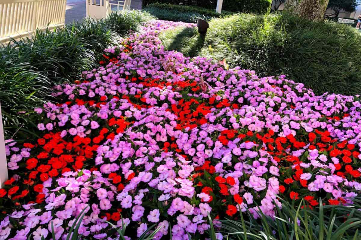 flower bed of blooming impatiens