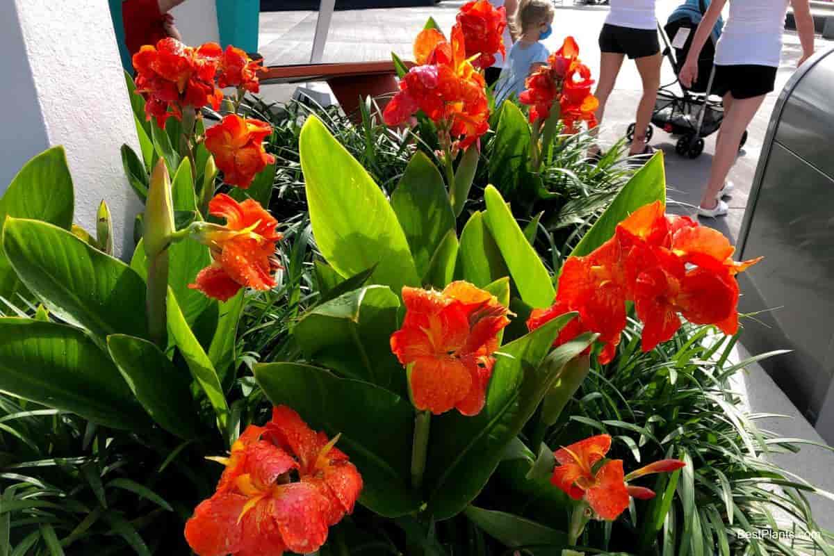 Growing Canna Lily Plants