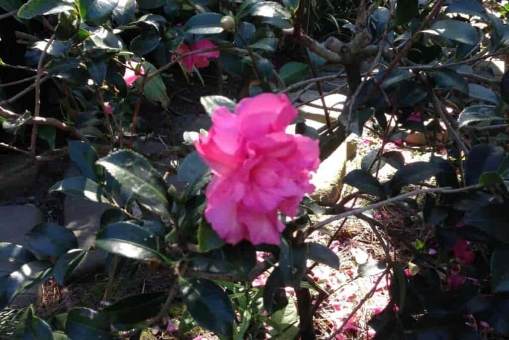 Growing Camellias