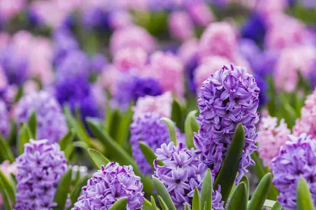 Growing Hyacinth