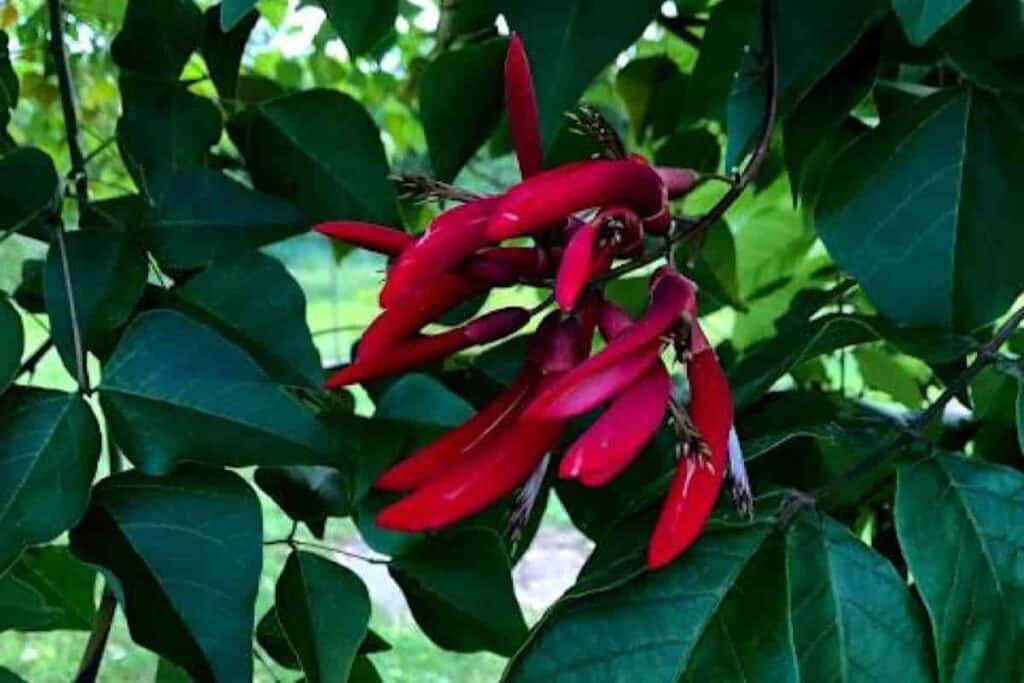 Growing Erythrina