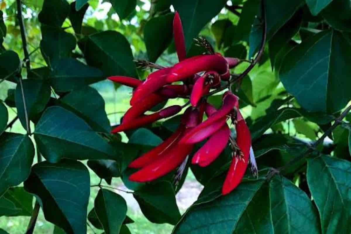 Growing Erythrina
