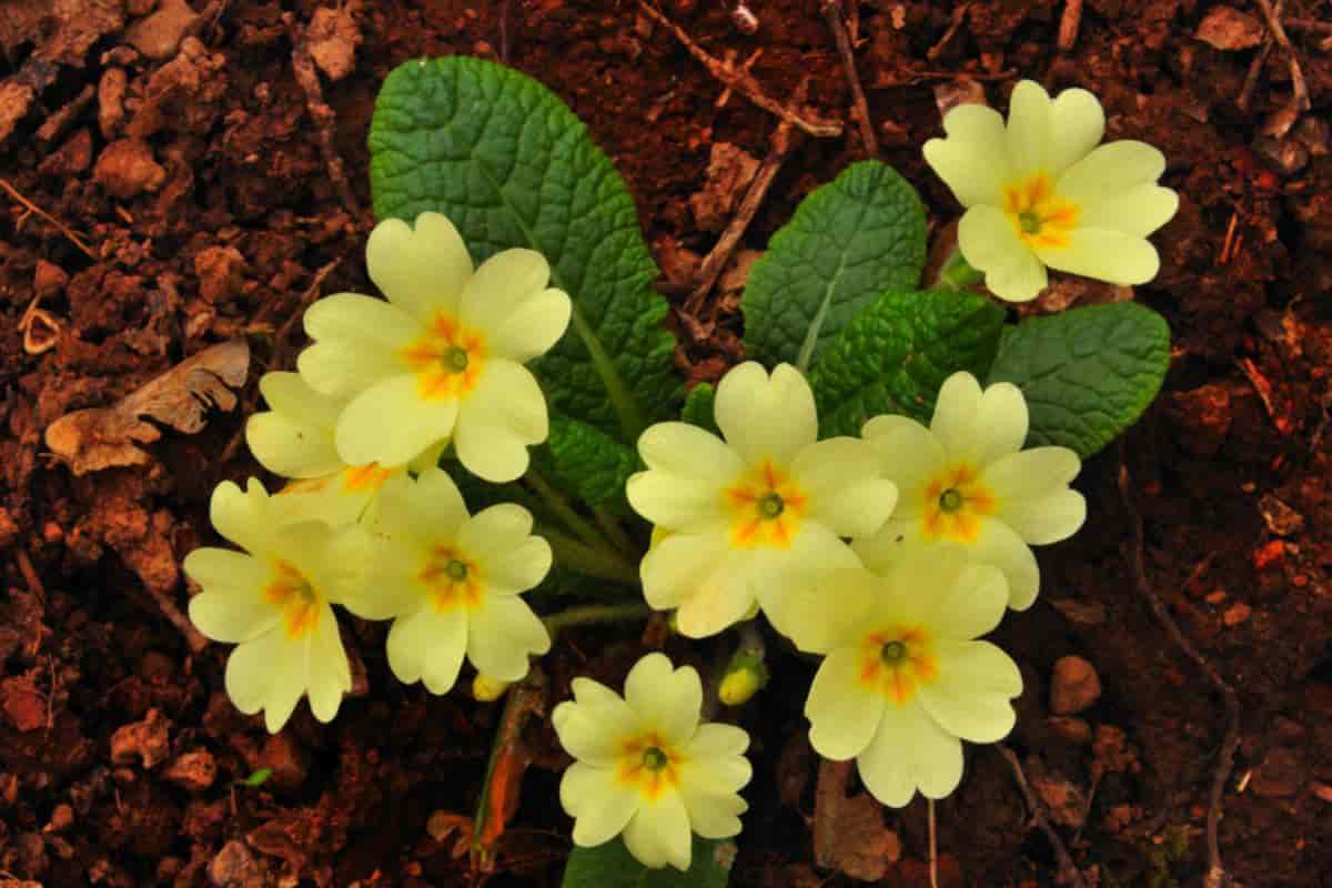 Growing Primrose