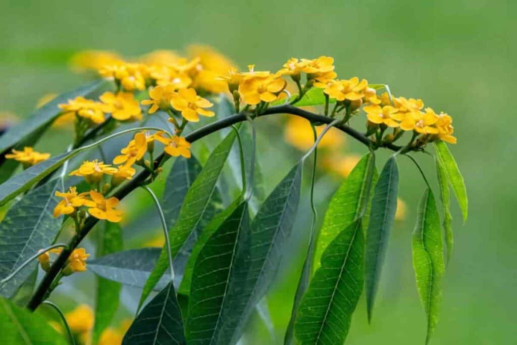 Growing Euphorbia Fulgens