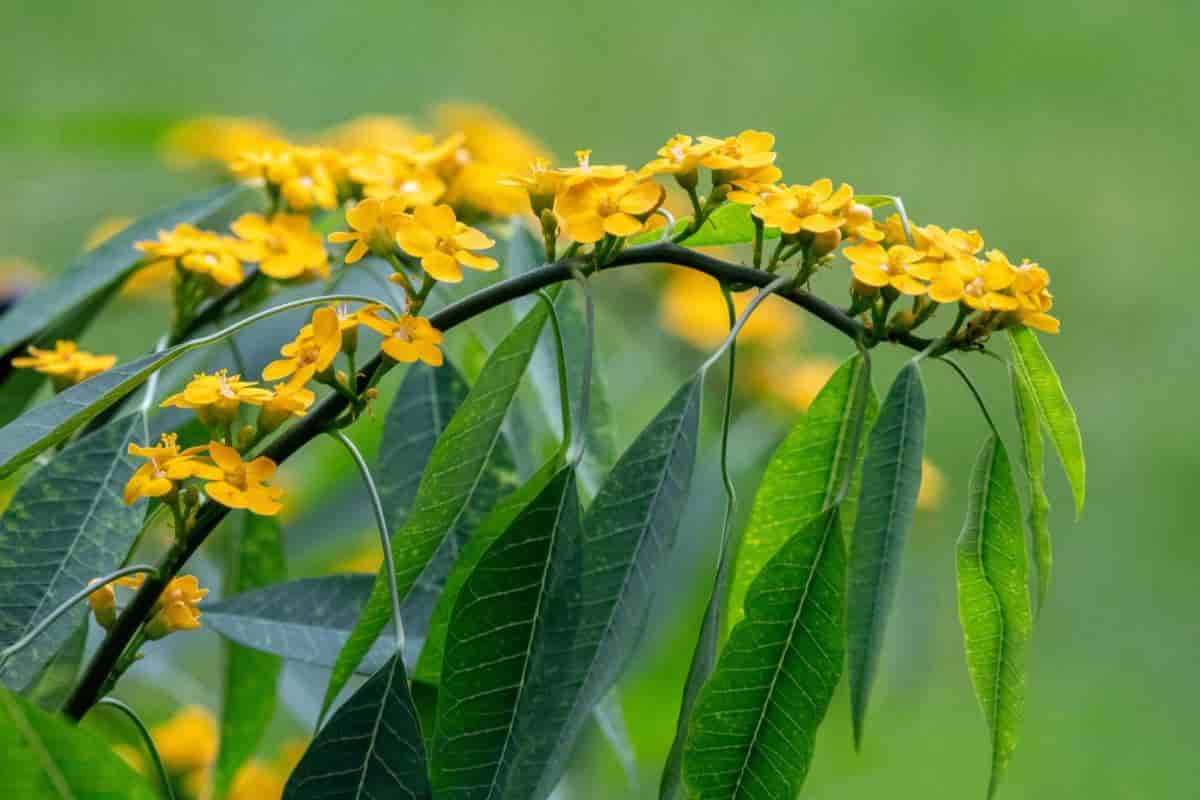 Growing Euphorbia Fulgens