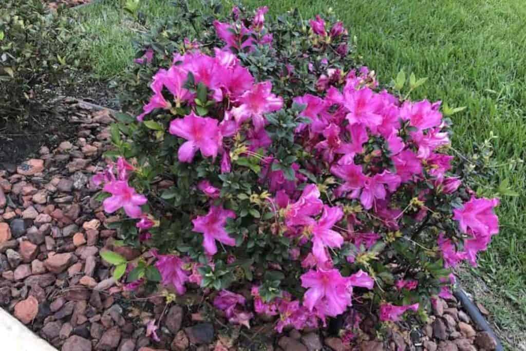 Growing Dwarf Azalea