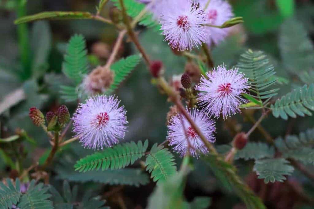 Growing Mimosa Pudica