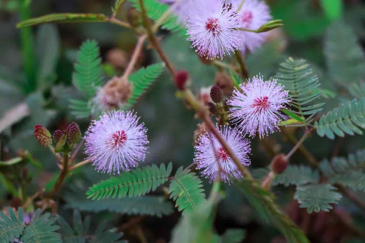 Growing Mimosa Pudica