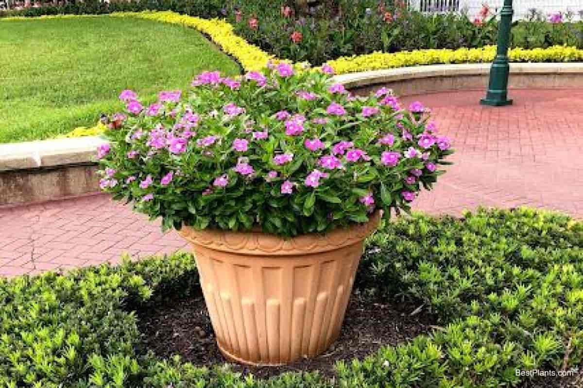 Growing Catharanthus Roseus