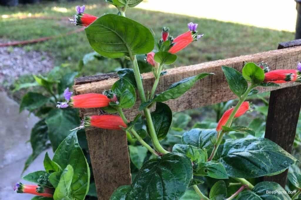 Growing Cuphea Ignea