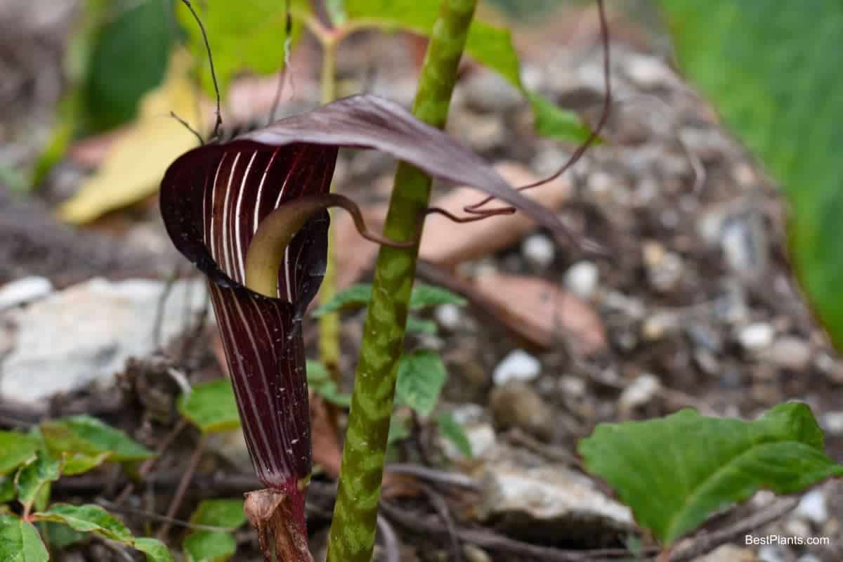 Growing Arisaema