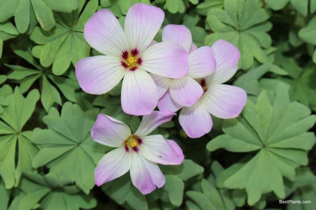 Growing Oxalis Adenophylla