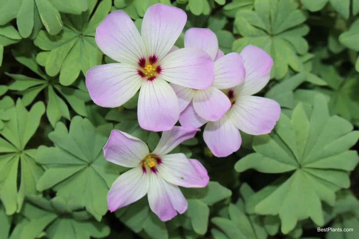 Growing Oxalis Adenophylla
