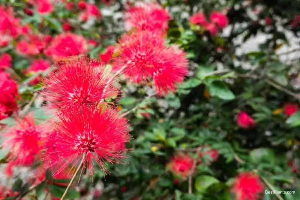 Growing Calliandra Haematocephala