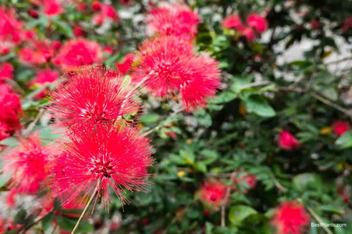 Growing Calliandra Haematocephala