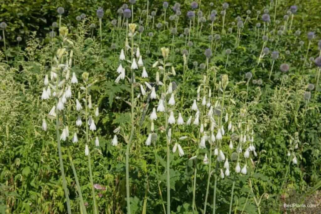 Growing Galtonia Candicans