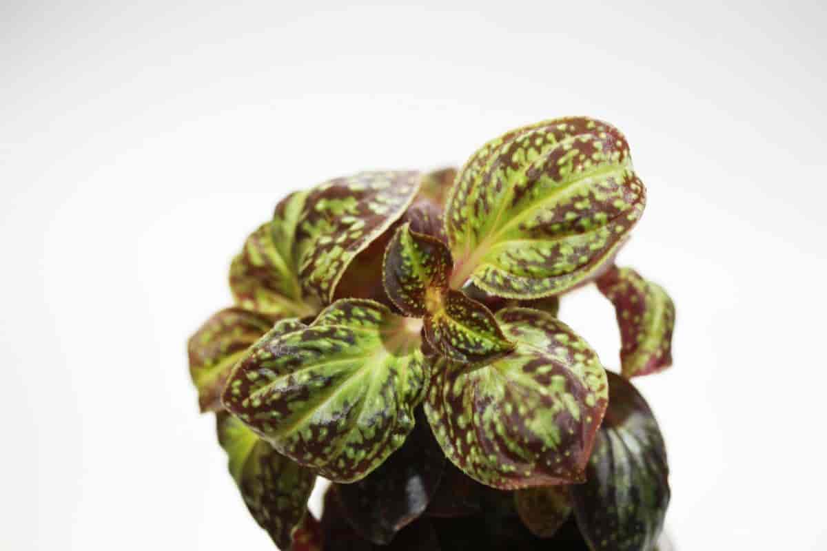 Growing Sonerila