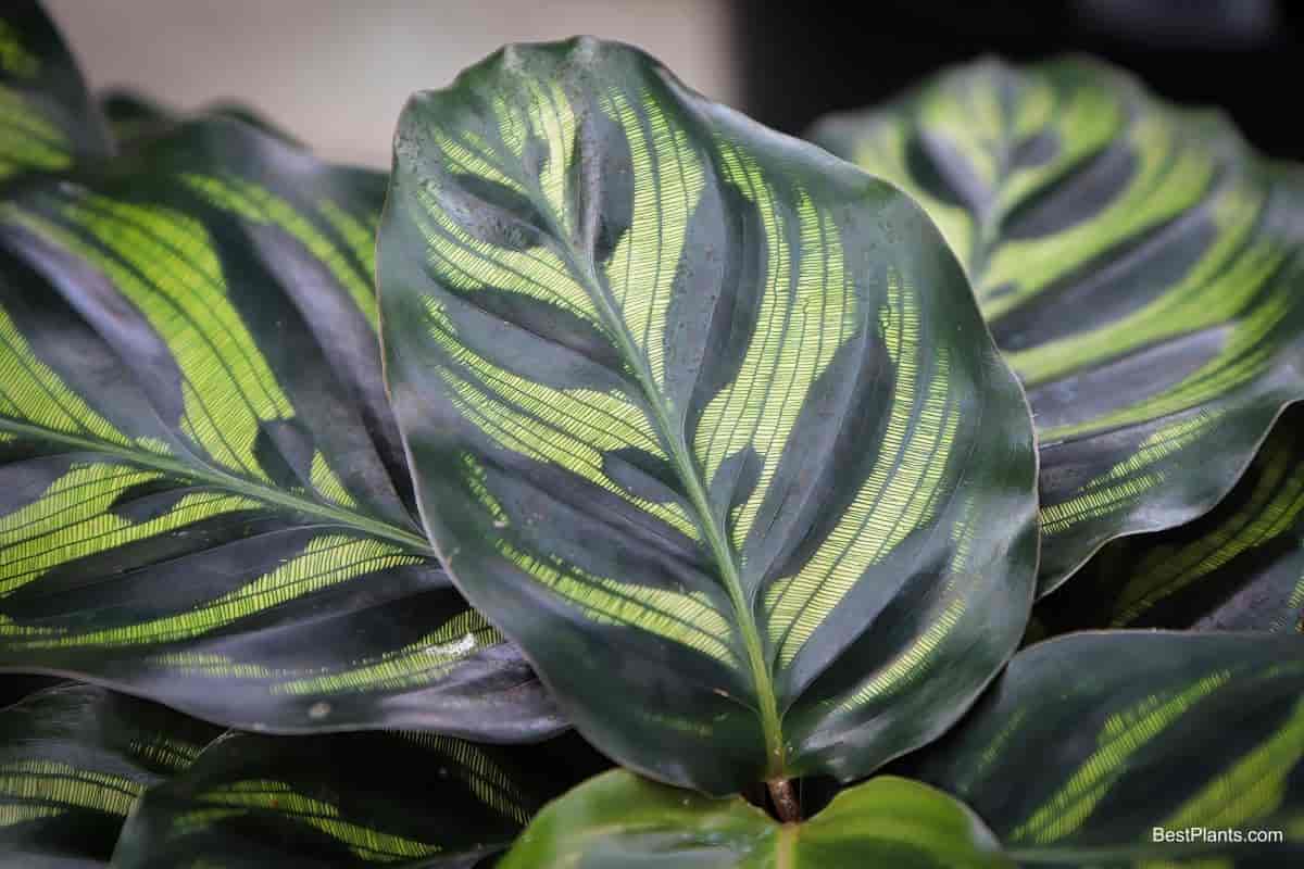 Growing Calathea